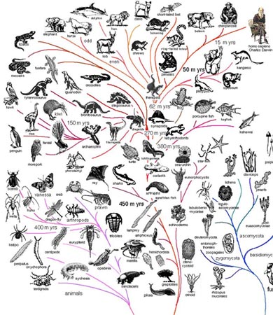 Creation vs evolution essay